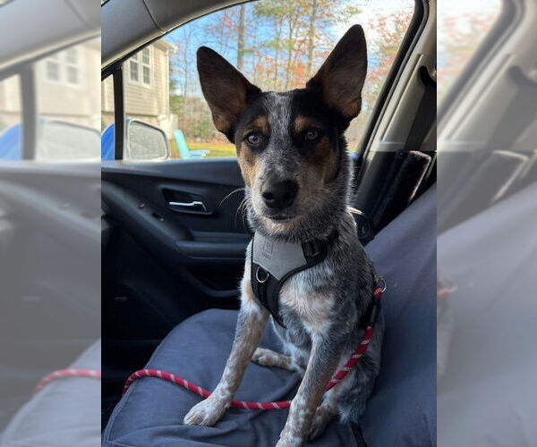 Medium Photo #2 Mutt Puppy For Sale in Garden City, NY, USA