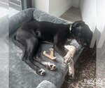 Small #3 Beagle-Pointer Mix