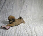 Small #1 Shorkie Tzu