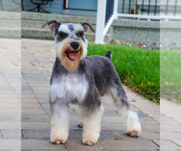 Medium Photo #1 Schnauzer (Miniature) Puppy For Sale in SYRACUSE, IN, USA