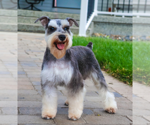 Mother of the Schnauzer (Miniature) puppies born on 07/12/2025