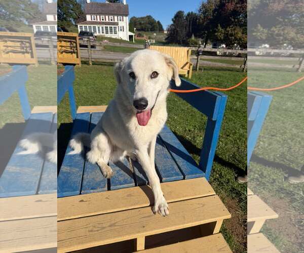 Medium Photo #1 Great Pyrenees-Unknown Mix Puppy For Sale in Unionville, PA, USA