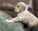 Small Photo #1 Goldendoodle Puppy For Sale in DAWSONVILLE, GA, USA