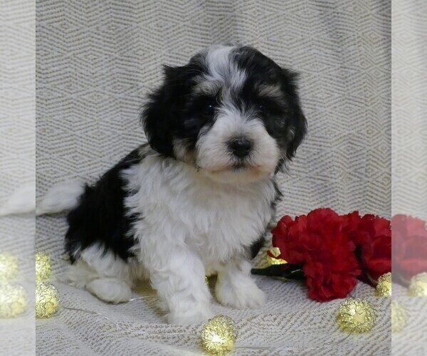 Medium Photo #8 Havanese Puppy For Sale in THREE RIVERS, MI, USA