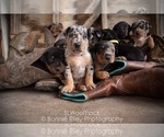 Small Photo #1 Australian Shepherd Puppy For Sale in PLEASANTON, KS, USA