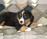 Small #2 Bernese Mountain Dog