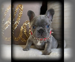 Small Photo #11 French Bulldog Puppy For Sale in GRANDVIEW, WA, USA