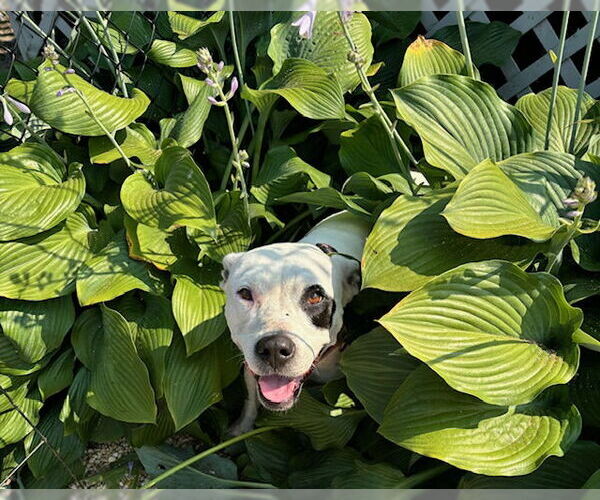 Medium Photo #5 American Pit Bull Terrier Puppy For Sale in Oakhurst, NJ, USA