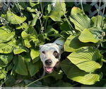 Small #4 American Pit Bull Terrier