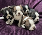 Image preview for Ad Listing. Nickname: Litter of 5