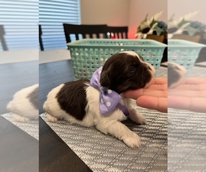 Shih Tzu Puppy for sale in ELDERWOOD, CA, USA