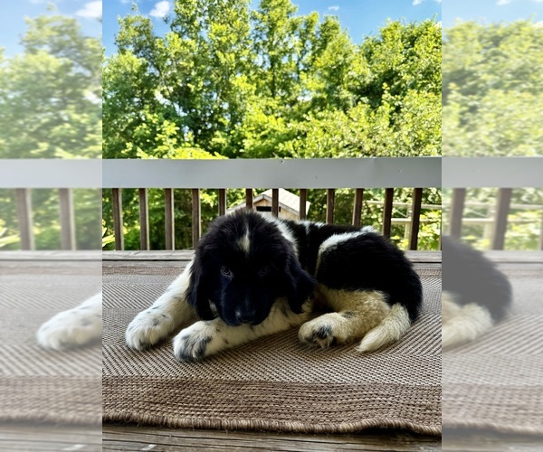 Medium Photo #1 Newfoundland Puppy For Sale in ROCKVILLE, IN, USA