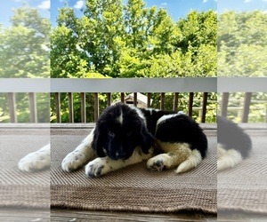 Newfoundland Puppy for Sale in ROCKVILLE, Indiana USA