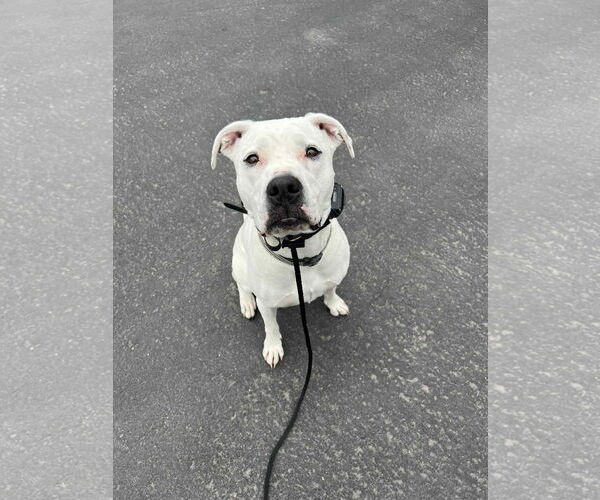 Medium Photo #4 Staffordshire Bull Terrier-Unknown Mix Puppy For Sale in Duluth, MN, USA
