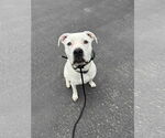 Small #3 Staffordshire Bull Terrier Mix