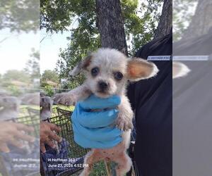 Mutt Dogs for adoption in San Antonio, TX, USA