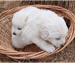 Small #3 Great Pyrenees