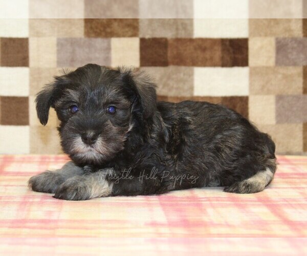 Medium Photo #2 Schnauzer (Miniature) Puppy For Sale in DENVER, PA, USA