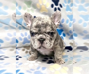 French Bulldog Puppy for sale in HELENA, MT, USA