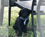 Small Photo #5 Labradoodle Puppy For Sale in BRYAN, TX, USA