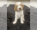Small Photo #1 Goldendoodle Puppy For Sale in PHILA, PA, USA
