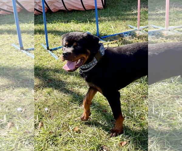 Medium Photo #4 Rottweiler Puppy For Sale in Mooresville, NC, USA