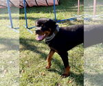 Small #3 Rottweiler
