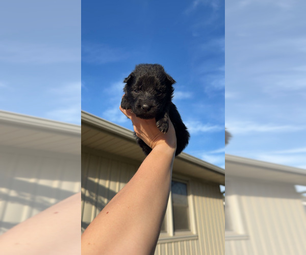 Medium Photo #9 German Shepherd Dog Puppy For Sale in MARSHALL, MO, USA