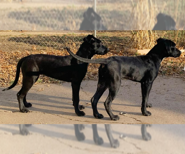 Medium Photo #3 Mutt Puppy For Sale in Cottage Grove, MN, USA