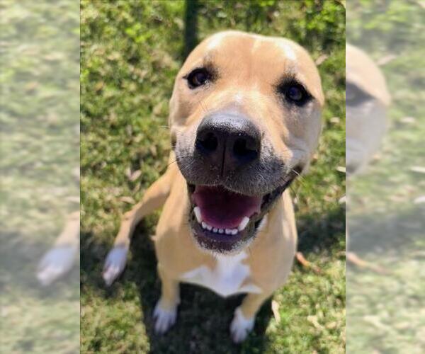 Medium Photo #2 Black Mouth Cur-Unknown Mix Puppy For Sale in Texas City, TX, USA