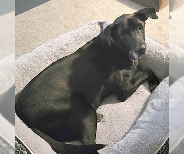 Medium Photo #3 Mutt Puppy For Sale in Lake Wylie, SC, USA