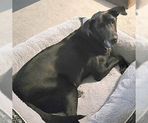 Salley - Female Mutt Dog for Adoption - Photo #3