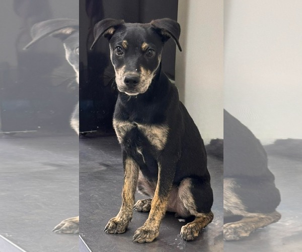 Medium Photo #1 Mutt Puppy For Sale in Woodbury, NY, USA