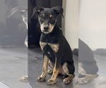 Small Mutt