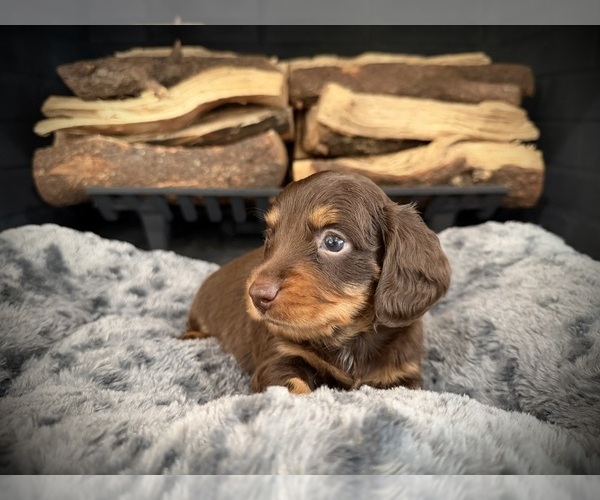 Medium Photo #1 Dachshund Puppy For Sale in ROCKWALL, TX, USA