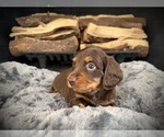 Puppy Bruno Dachshund