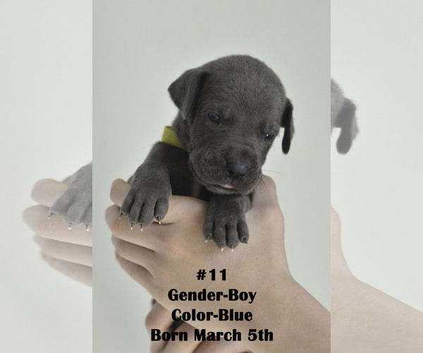 Medium Photo #2 Great Dane Puppy For Sale in FIELDING, UT, USA