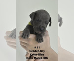 Small Photo #2 Great Dane Puppy For Sale in FIELDING, UT, USA