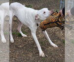 Small Photo #2 American Bulldog-Unknown Mix Puppy For Sale in Anniston, AL, USA