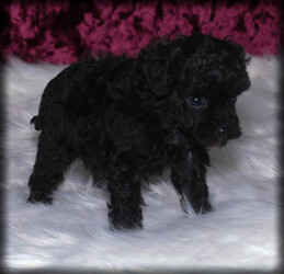Poodle (Toy) Puppy for sale in WAYLAND, IA, USA