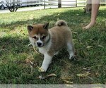 Small Photo #4 Shiba Inu Puppy For Sale in MANHEIM, PA, USA