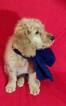 Small Photo #7 Goldendoodle Puppy For Sale in LOUISVILLE, KY, USA