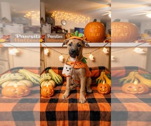 Bradleyton pups - Female Black Mouth Cur-Siberian Husky Mix Dog for Adoption - Photo #6