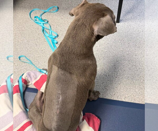 Medium Photo #4 American Staffordshire Terrier-Unknown Mix Puppy For Sale in Sheboygan, WI, USA