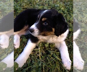 Border Collie-Cocker Spaniel Mix Puppy for sale in INCHELIUM, WA, USA