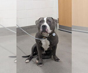 Mutt Dogs for adoption in Forestville, MD, USA