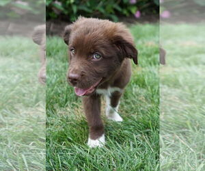 Labrador Retriever-Unknown Mix Dogs for adoption in Plainfield, IL, USA