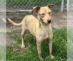 Small #1 Labrador Retriever Mix