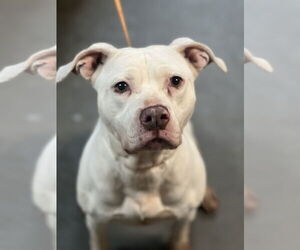 American Pit Bull Terrier-American Staffordshire Terrier Mix Dogs for adoption in Rockaway, NJ, USA