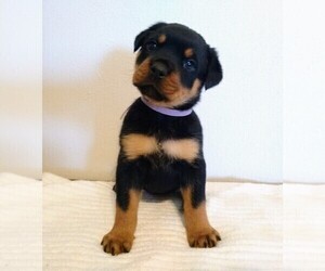 Rottweiler Puppy for sale in TABLE GROVE, IL, USA